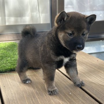 柴犬(標準サイズ)【茨城県・男の子・2024年9月25日・胡麻】の写真「きれいな胡麻色の男の仔です。」