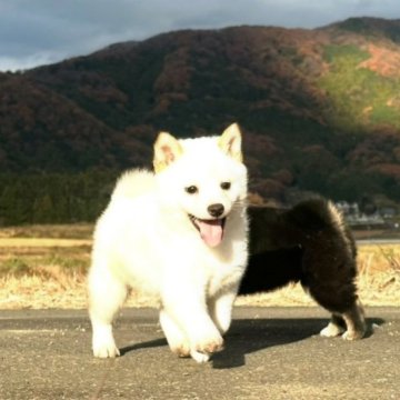 柴犬(豆柴)【茨城県・男の子・2024年10月12日・白】の写真「すごく可愛い仔です。」