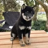 豆柴