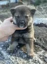 柴犬(標準サイズ)【茨城県・女の子・2025年1月5日・胡麻予想】の写真3