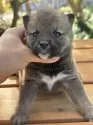 柴犬(標準サイズ)【茨城県・男の子・2025年1月5日・赤】の写真3