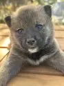柴犬(標準サイズ)【茨城県・男の子・2025年1月5日・赤】の写真6