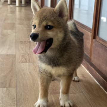 柴犬(豆柴)【茨城県・男の子・2024年5月15日・赤】の写真「イケメンな男の子です。」