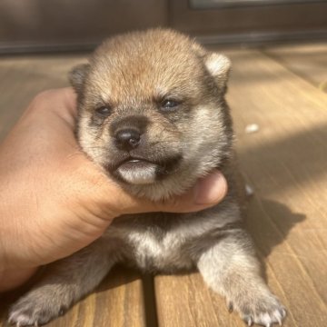 柴犬(豆柴)【茨城県・男の子・2024年9月15日・赤】の写真「すごく可愛い男の子です。」