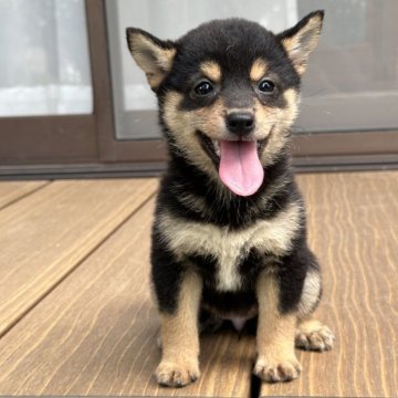 柴犬(豆柴)【茨城県・女の子・2024年6月15日・黒】の写真「すごく可愛い女の子です。」