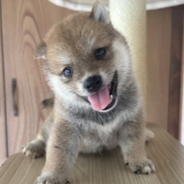 柴犬(豆柴)【茨城県・男の子・2024年6月10日・赤】の写真「イケメンな子です。」