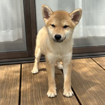 柴犬(豆柴)【茨城県・男の子・2024年5月15日・赤】の写真「穏やかな性格で、すごく可愛い子です。」