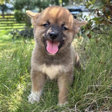 柴犬(豆柴)【茨城県・女の子・2024年6月10日・赤】の写真「可愛い女の子です。」