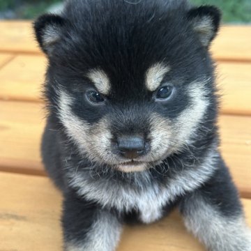 柴犬(豆柴)【茨城県・女の子・2024年9月15日・黒】の写真「丸顔ですごく可愛い女の子です。」