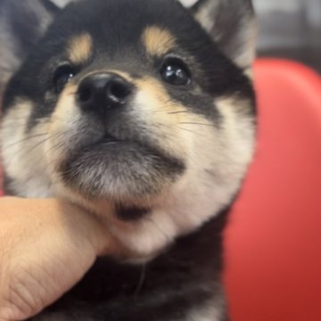 柴犬(標準サイズ)【千葉県・女の子・2024年8月29日・黒】の写真「【今週末限定1万円値引き】絶対可愛い😍黒柴ちゃん💕」