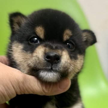 柴犬(豆柴)【千葉県・男の子・2024年9月9日・黒】の写真「黒豆柴君❣️ 超可愛い💕」