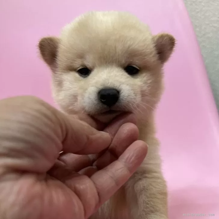 豆柴【千葉県・女の子・2024年3月21日・淡赤】の写真1「可愛い子です❤️💕💕💕💕」