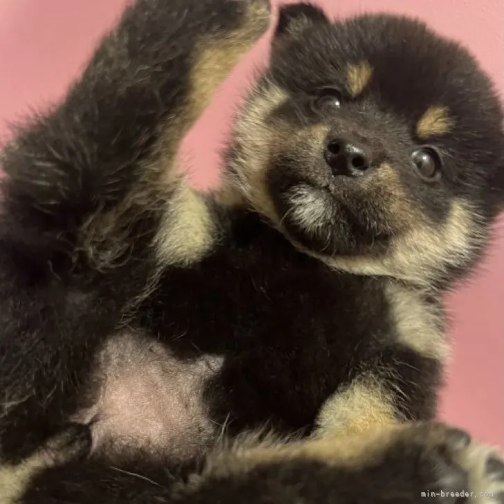 しま 様のお迎えした子犬