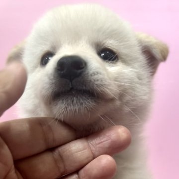 柴犬(豆柴)【千葉県・男の子・2024年6月25日・白】の写真「おススメ❣️タレ目で可愛いお顔白豆柴君💕」