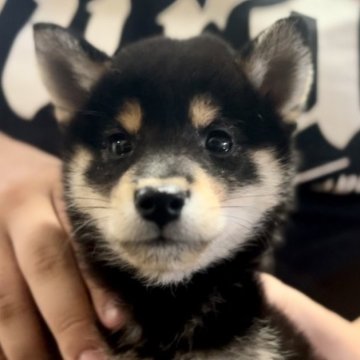 柴犬(豆柴)【千葉県・男の子・2024年6月25日・黒】の写真「すぐ決まっちゃいます❣️大人気💕黒豆柴くん❣️」