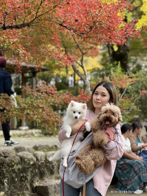 長谷　未来(はせ　みらい)ブリーダー(静岡県・日本スピッツ・JKC登録)の紹介写真10