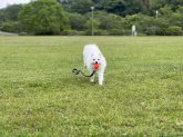 日本スピッツ【・女の子・2021年12月30日・白】「ボール遊びも得意！」