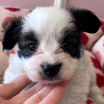 パピヨン【広島県・男の子・2024年12月7日・ホワイト&ブラウン】の写真「お耳は立ってきます」