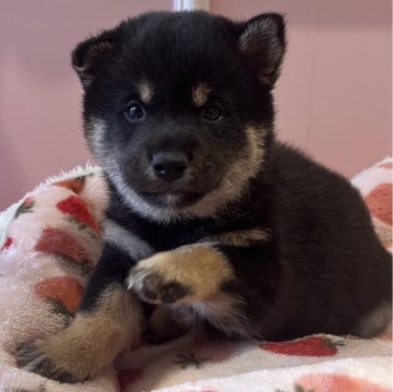 柴犬(豆柴)【広島県・男の子・2024年12月17日・黒】の写真「いつも早く予約になるあずきベビの黒ちゃん♪」