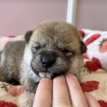 柴犬(豆柴)【広島県・女の子・2024年12月17日・赤】の写真「いつも可愛いあずきベビ♪」