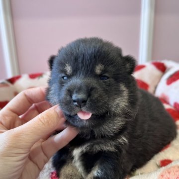 柴犬(豆柴)【広島県・男の子・2024年12月17日・黒】の写真「いつも早く予約になるあずきベビの黒ちゃん♪」