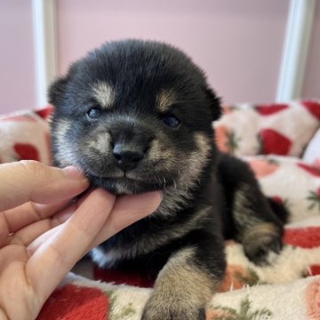 柴犬(豆柴)【広島県・男の子・2024年12月17日・黒】の写真「いつも早く予約になるあずきベビの黒ちゃん♪」