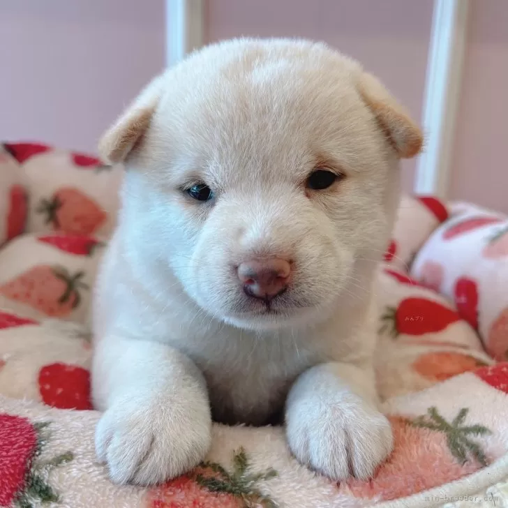 T.N 様のお迎えした子犬