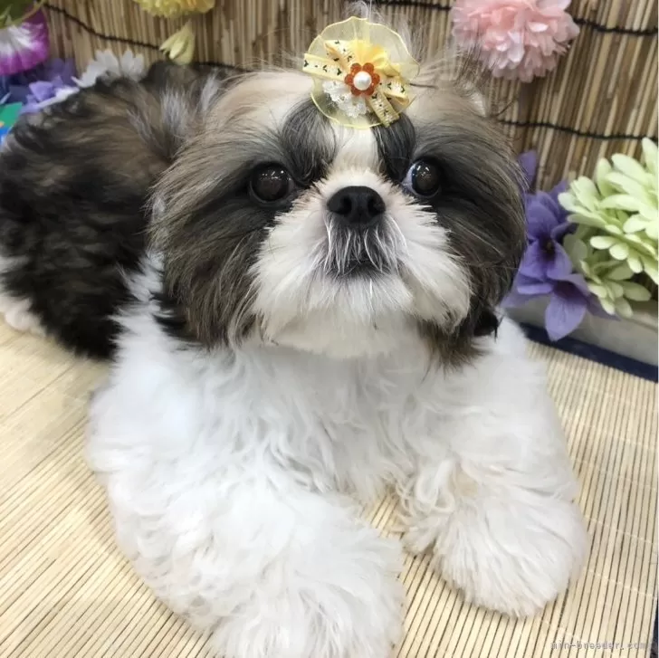 ねたろう 様のお迎えした子犬