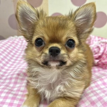 チワワ(ロング)【広島県・男の子・2023年1月31日・フォーン】の写真「パパにのマズル短めさん」