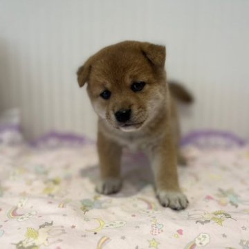 柴犬(豆柴)【広島県・男の子・2023年8月22日・赤】の写真「ふわふわもこもこ豆柴ちゃん♪」