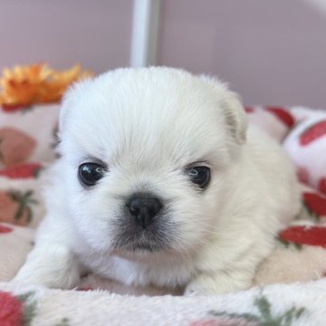 ミックス(チワワ×ペキニーズ)【広島県・女の子・2024年8月13日・ホワイト】の写真「目があきました♪初ペキチワ」