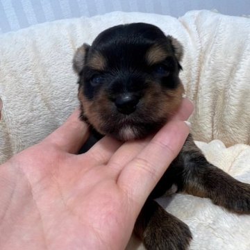 ヨークシャーテリア【広島県・女の子・2023年9月3日・スチールブルー&タン】の写真「小さめ、目が開きました♪」