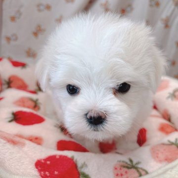 マルチーズ【広島県・女の子・2023年12月21日・ホワイト】の写真「しずくまま初めての子♪」