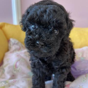 トイプードル(トイ)【広島県・男の子・2022年5月24日・ブラック】の写真「綺麗な黒のトイプーちゃん♪」