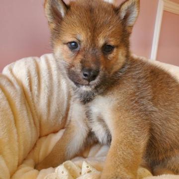 柴犬(豆柴)【広島県・男の子・2022年5月20日・赤】の写真「ふわふわもこもこ豆柴ちゃん♪」