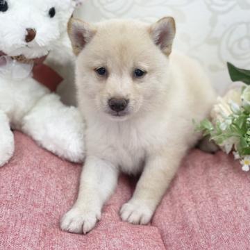 柴犬(豆柴)【広島県・男の子・2022年5月20日・白】の写真「ふわふわもこもこ豆柴ちゃん♪」