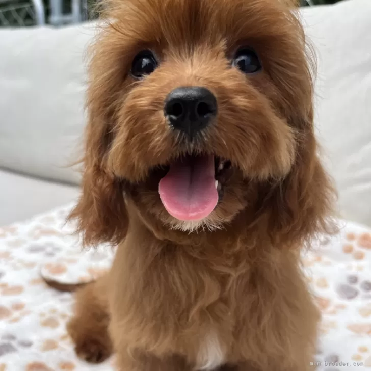 かずにぃ 様のお迎えした子犬