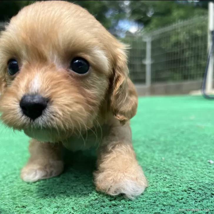 あろは 様のお迎えした子犬