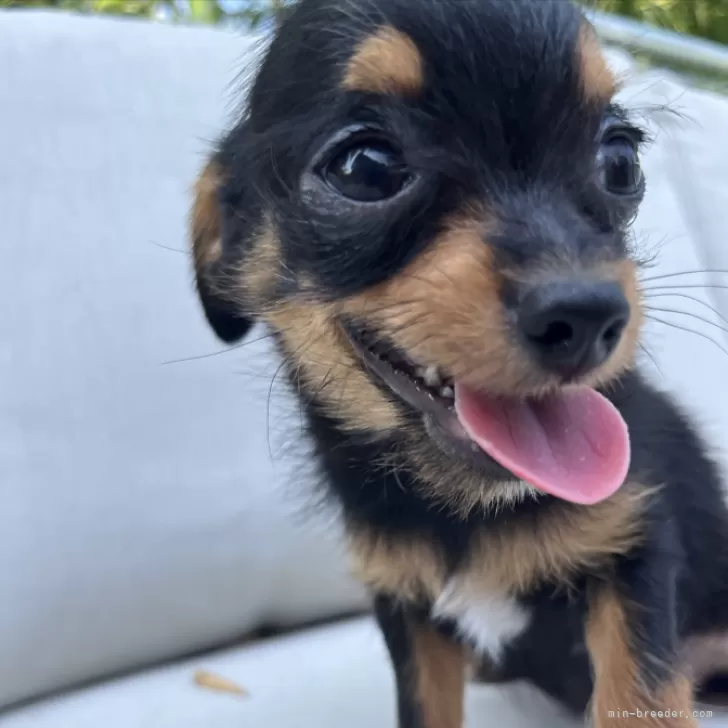 Y.N 様のお迎えした子犬