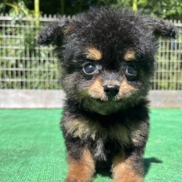 チワプー(トイプードル×チワワ)【神奈川県・女の子・2024年7月11日・ブラックタン】の写真「チワプー7きょうだい💓」