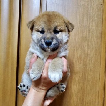 柴犬(標準サイズ)【大阪府・男の子・2023年4月3日・赤毛】の写真「血統優秀でとても可愛い子です(^^)」