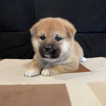 柴犬(標準サイズ)【大阪府・男の子・2023年3月7日・赤毛】の写真「血統優秀でとても可愛い子です(^^)」