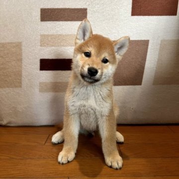 柴犬(標準サイズ)【大阪府・男の子・2023年4月3日・赤毛】の写真「血統優秀でとても可愛い子です(^^)」