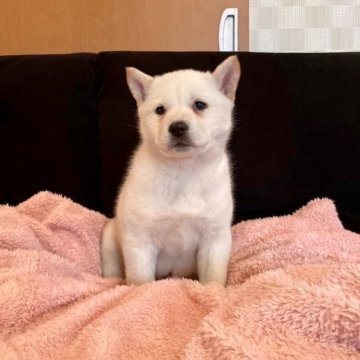 北海道犬【大阪府・男の子・2022年12月11日・白】の写真「とても可愛い子です(^^)」