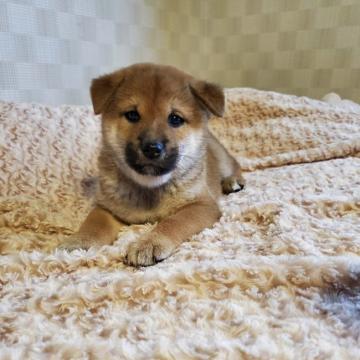 柴犬(標準サイズ)【大阪府・男の子・2022年8月30日・赤毛】の写真「血統優秀でとても可愛い子です(^^)」