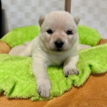 北海道犬【大阪府・女の子・2024年4月20日・白毛】の写真「とても可愛い子です(^^)」