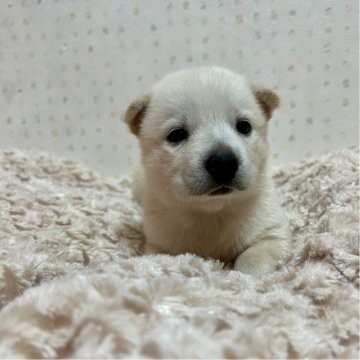 北海道犬【大阪府・女の子・2023年7月4日・白毛】の写真「すくすく成長中です！！」