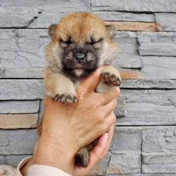 柴犬(標準サイズ)【大阪府・女の子・2023年4月3日・赤毛】の写真「血統優秀でとても可愛い子です(^^)」