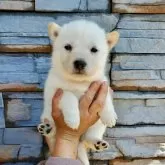 北海道犬【大阪府・女の子・2024年4月26日・白毛】の写真2