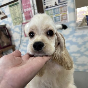 アメリカンコッカースパニエル【鹿児島県・男の子・2024年8月2日・バフ】の写真「まだまだコレから本領発揮。」